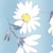 Floral Daisy