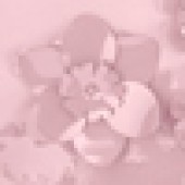 Flowers Light Pink